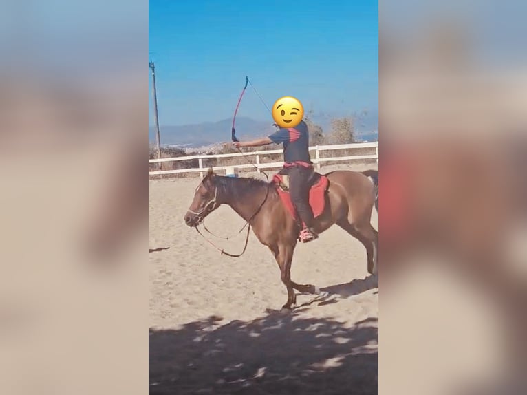 Anglo arabe Jument 13 Ans 159 cm Bai in Malaga