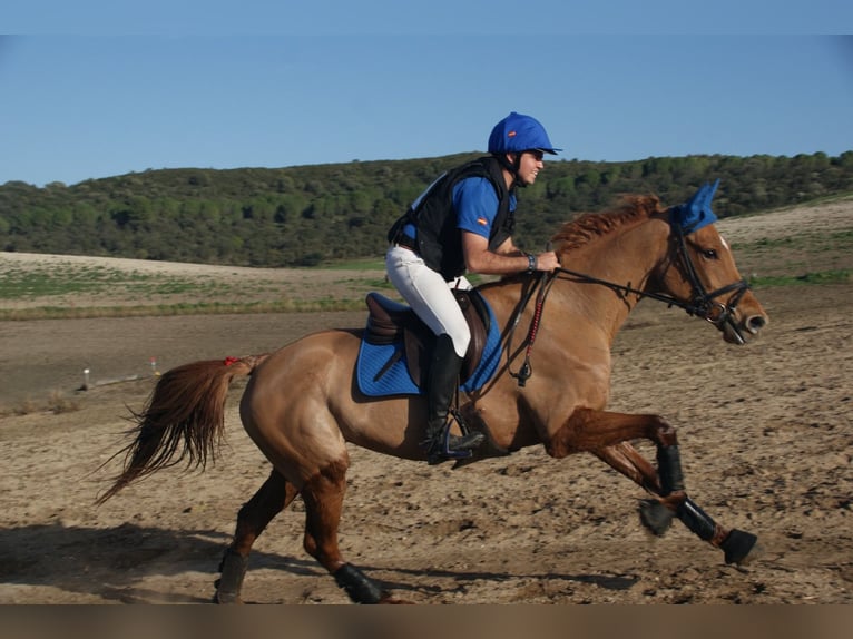 Anglo arabe Jument 13 Ans 162 cm Alezan in Sevilla