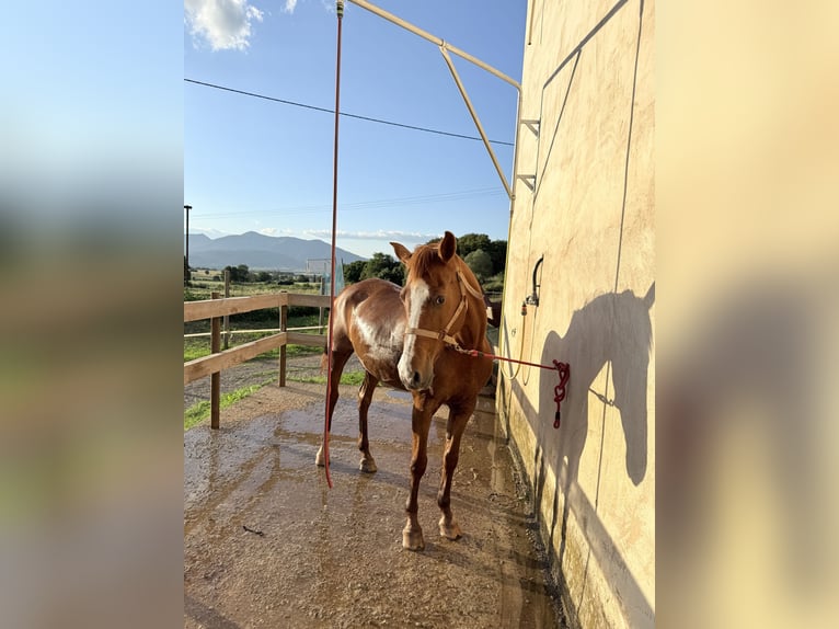 Anglo arabe Jument 14 Ans 155 cm Alezan in Pedrinya (Ajuntament Crespia)