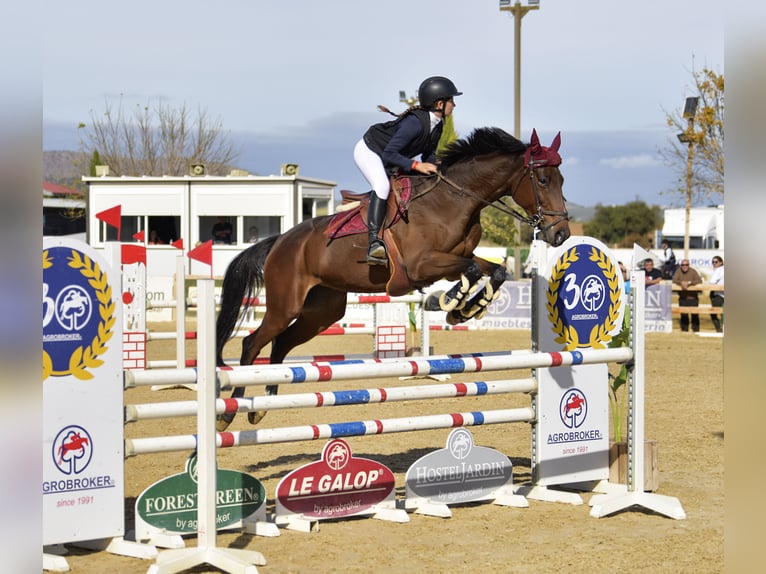 Anglo arabe Jument 14 Ans 165 cm Bai clair in Cenes De La Vega