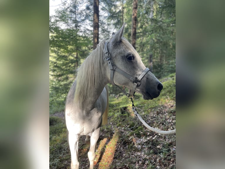 Anglo arabe Jument 17 Ans Gris moucheté in Vanga