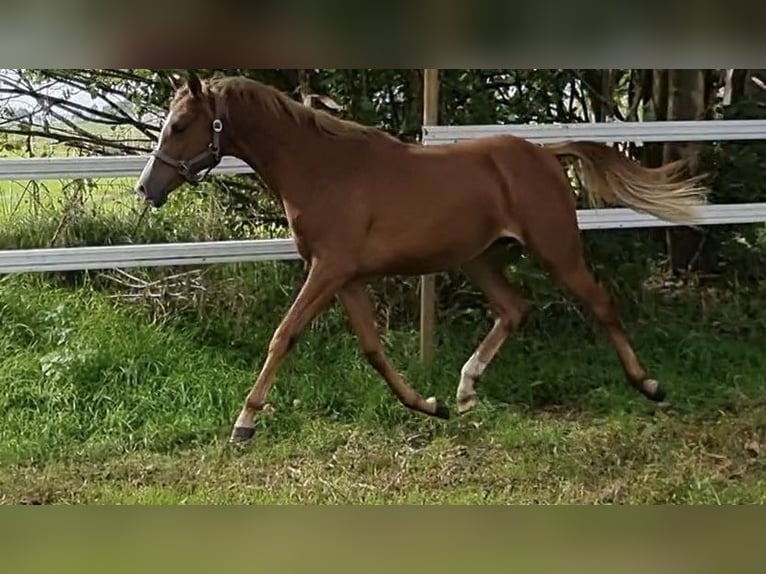 Anglo arabe Jument 1 Année 160 cm Alezan in Wittmund