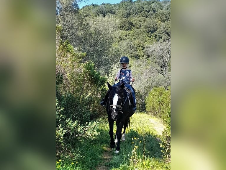 Anglo arabe Croisé Jument 21 Ans 155 cm Noir in Cannigione