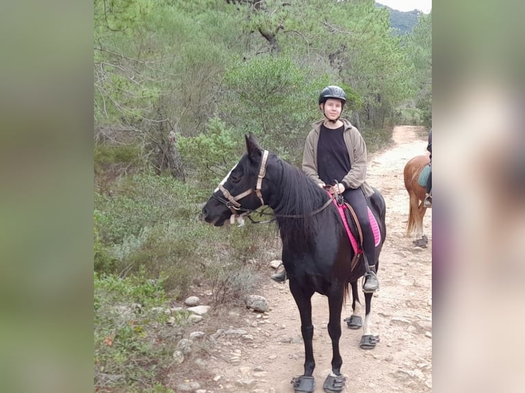 Anglo arabe Croisé Jument 21 Ans 155 cm Noir in Cannigione