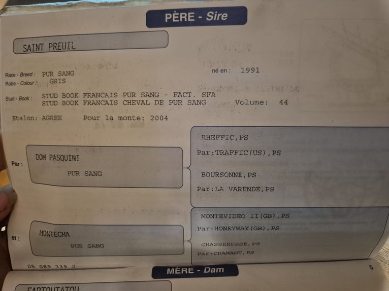 Anglo arabe Jument 21 Ans 161 cm Bai in Groß Kummerfeld