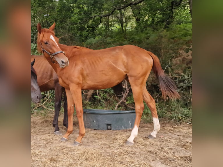 Anglo arabe Jument 2 Ans Alezan brûlé in Biriatou