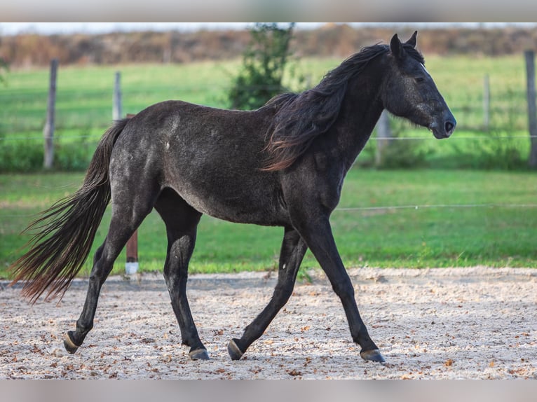 Anglo arabe Croisé Jument 3 Ans Gris noir in Kappe