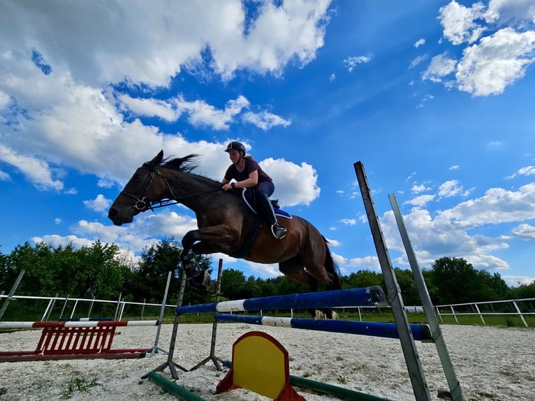 Anglo arabe Croisé Jument 4 Ans 170 cm Bai in Czestochowa