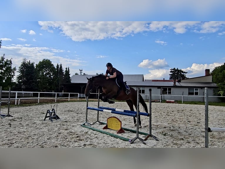 Anglo arabe Croisé Jument 4 Ans 170 cm Bai in Czestochowa