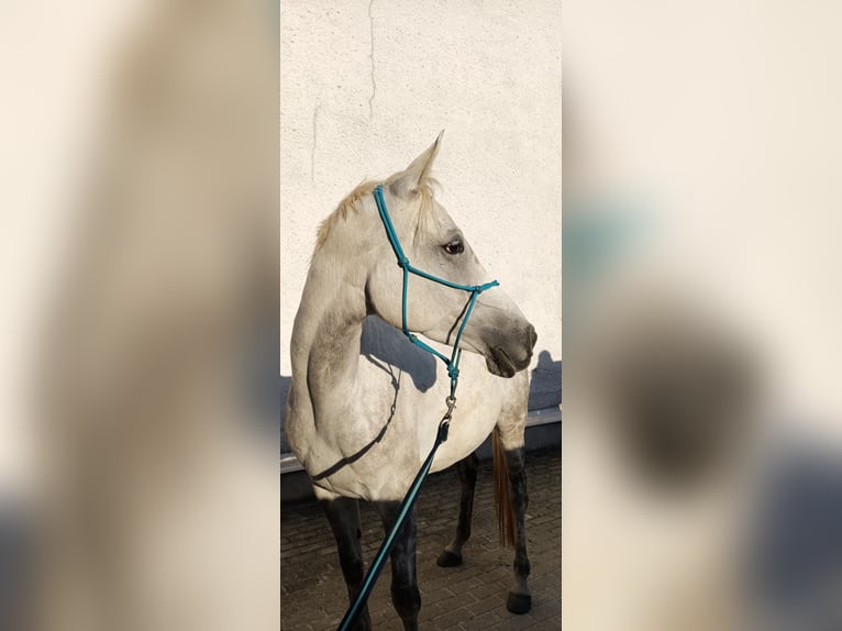 Anglo arabe Croisé Jument 5 Ans 160 cm Blanc in Hlučín