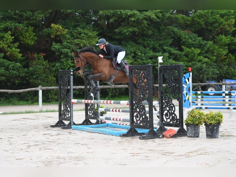 Anglo arabe Jument 5 Ans 165 cm Bai in Saint-Nazaire