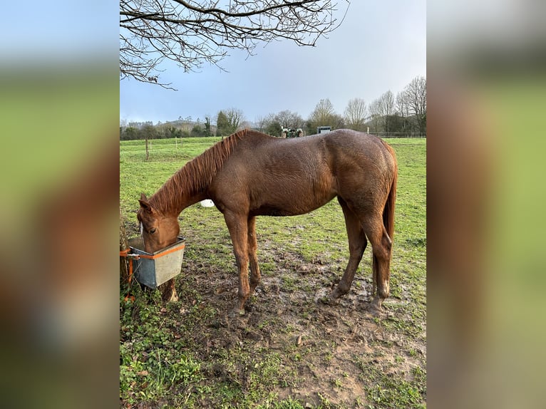 Anglo arabe Jument 5 Ans 170 cm Alezan in Ladines (Oviedo)