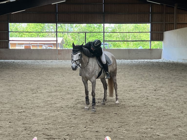 Anglo arabe Jument 6 Ans 157 cm Gris in Schwäbisch Gmünd