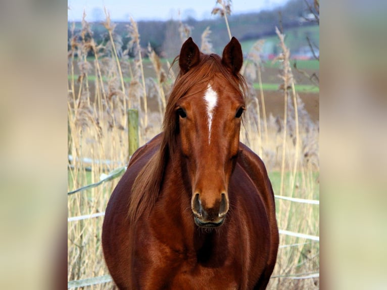 Anglo arabe Jument 6 Ans 158 cm Alezan in Kehl