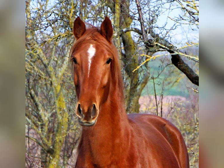 Anglo arabe Jument 6 Ans 158 cm Alezan in Kehl