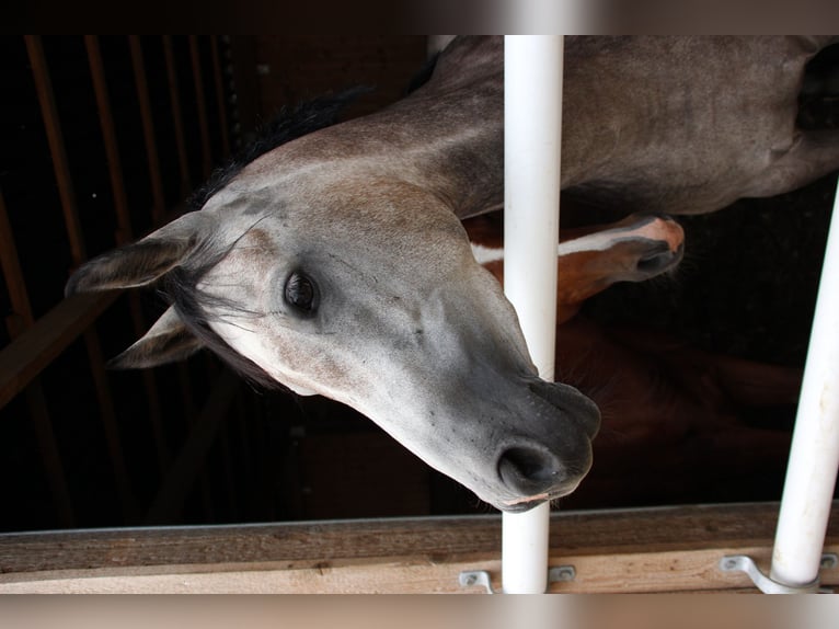 Anglo arabe Jument 7 Ans 148 cm Gris in Weißenburg in Bayern