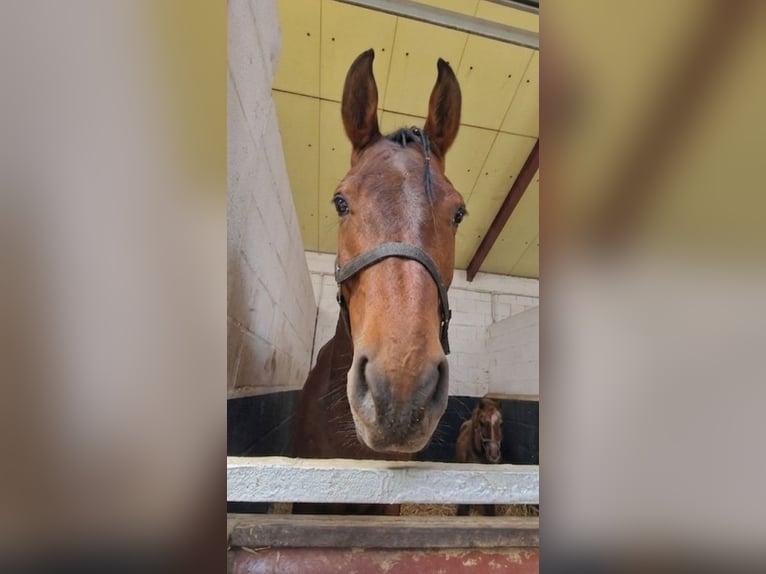 Anglo arabe Croisé Jument 7 Ans 156 cm Bai in Nettetal