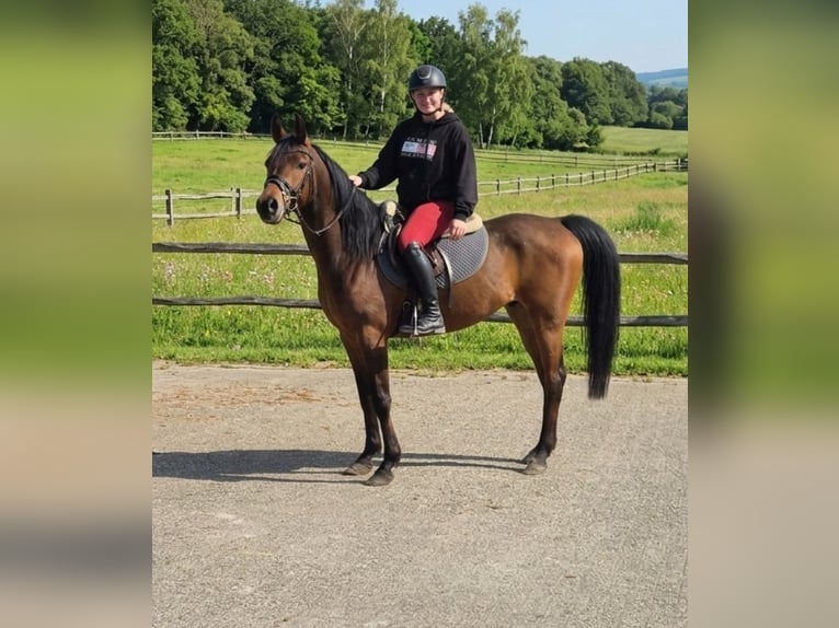 Anglo arabe Croisé Jument 7 Ans 156 cm Bai in Nettetal