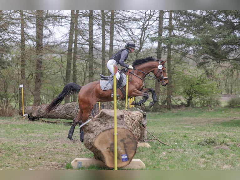 Anglo arabe Jument 7 Ans 162 cm Bai in Osdorf