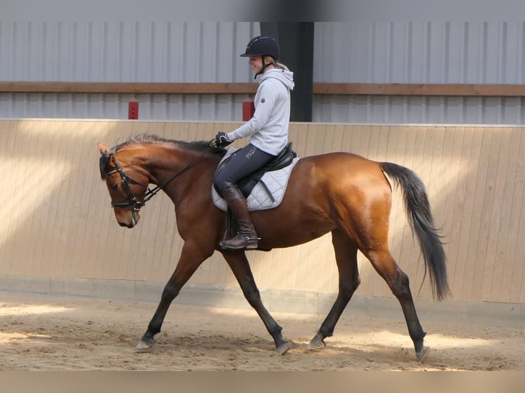 Anglo arabe Jument 7 Ans 162 cm Bai in Osdorf