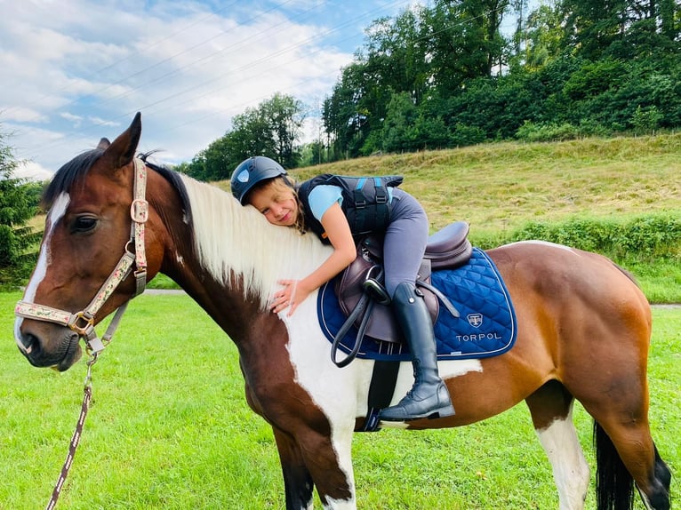 Anglo arabe Croisé Jument 8 Ans 165 cm Pinto in Wallbach