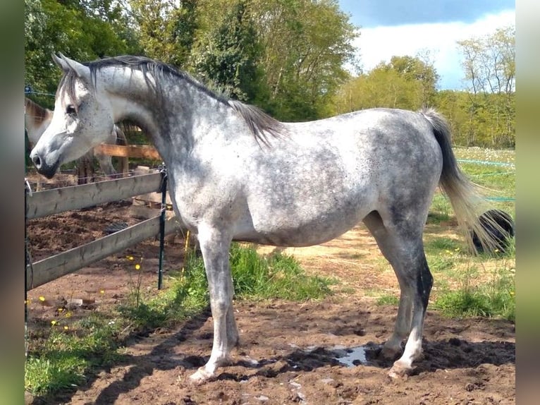 Anglo arabe Jument 9 Ans 155 cm Blanc in richemont