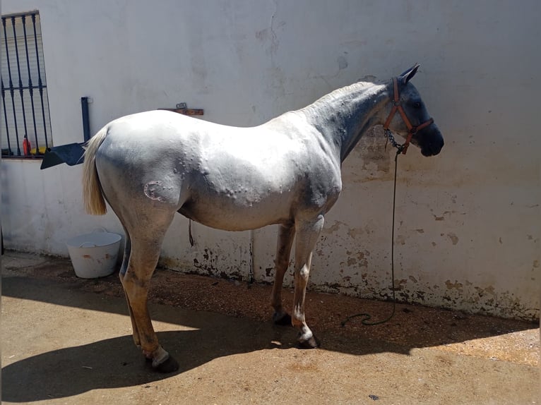 Anglo arabe Jument 9 Ans 160 cm Gris in Palos De La Frontera