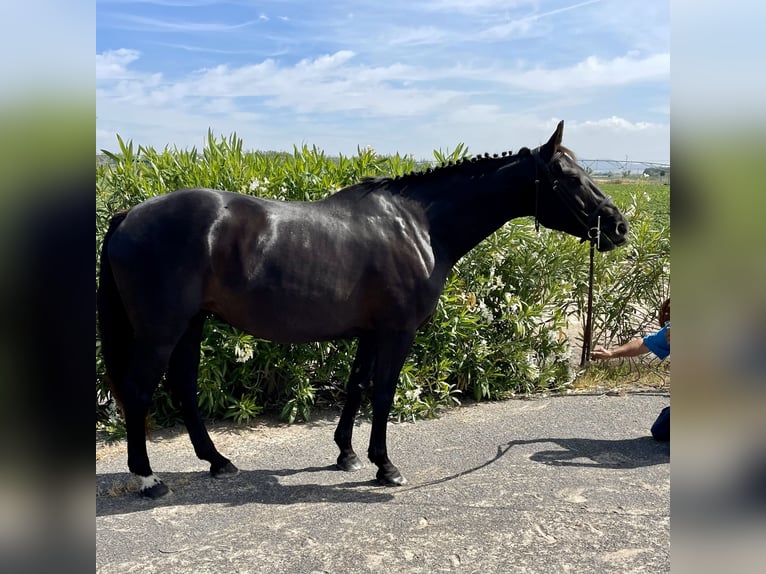 Anglo arabe Jument 9 Ans 160 cm Noir in Jerez De La Frontera