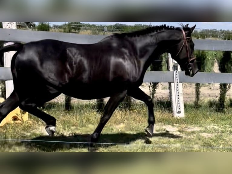 Anglo arabe Jument 9 Ans 160 cm Noir in Jerez De La Frontera