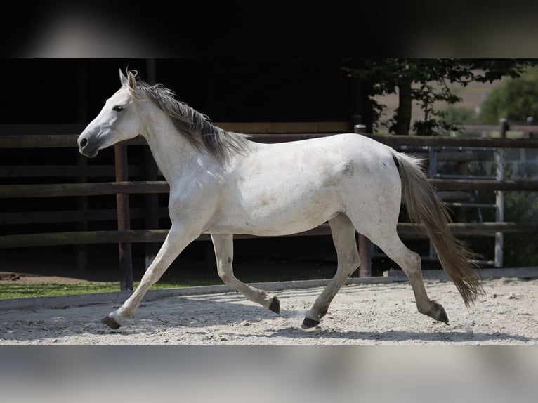 Anglo arabe Jument 9 Ans 163 cm Gris in Berlin