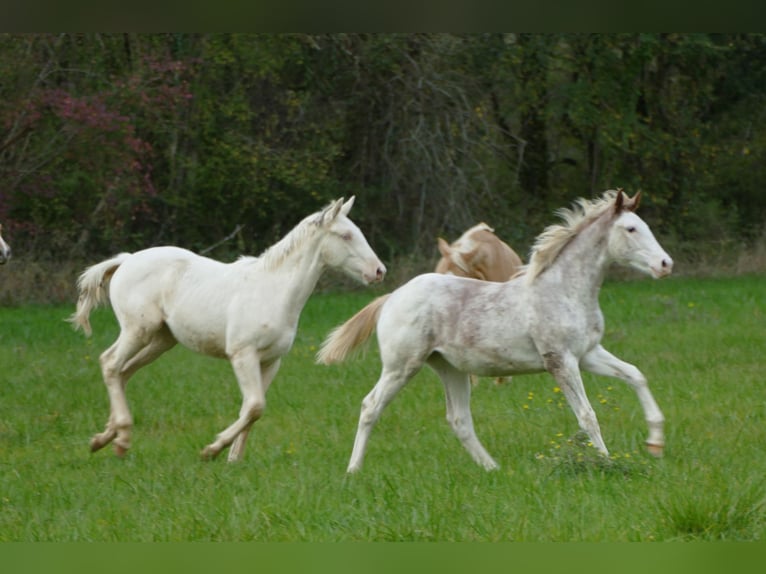 Anglo arabe Jument Poulain (03/2025) 165 cm Sabino in Monflanquin