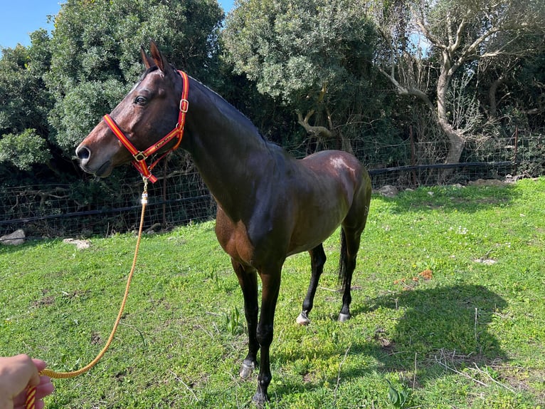 Anglo árabe Semental 15 años 167 cm Castaño in TARIFA