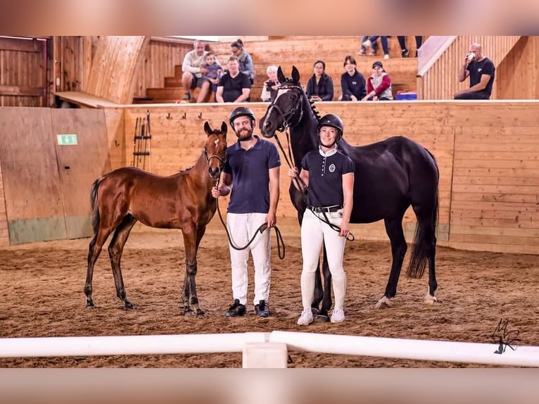 Anglo árabe Semental 1 año 165 cm Castaño in J&#xF6;nk&#xF6;ping