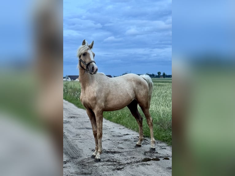 Anglo árabe Semental 2 años 163 cm Palomino in Stropieszyn