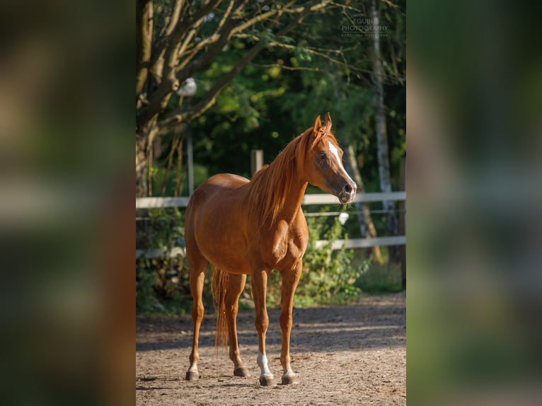 Anglo árabe Semental 2 años 163 cm Palomino in Stropieszyn
