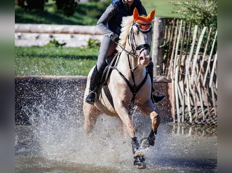 Anglo árabe Semental 2 años 163 cm Palomino in Stropieszyn