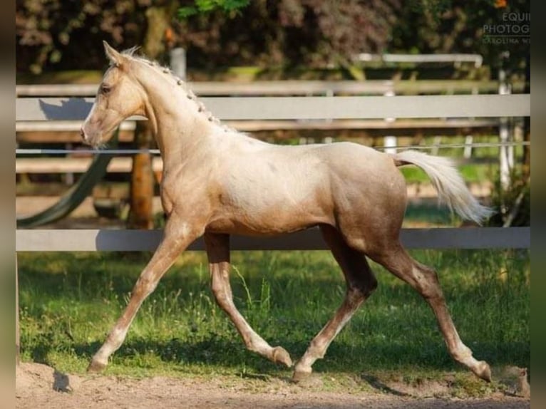 Anglo árabe Semental 2 años 163 cm Palomino in Stropieszyn