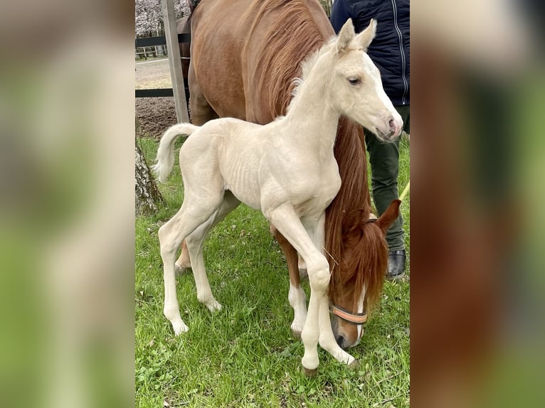 Anglo árabe Semental 2 años 163 cm Palomino in Stropieszyn