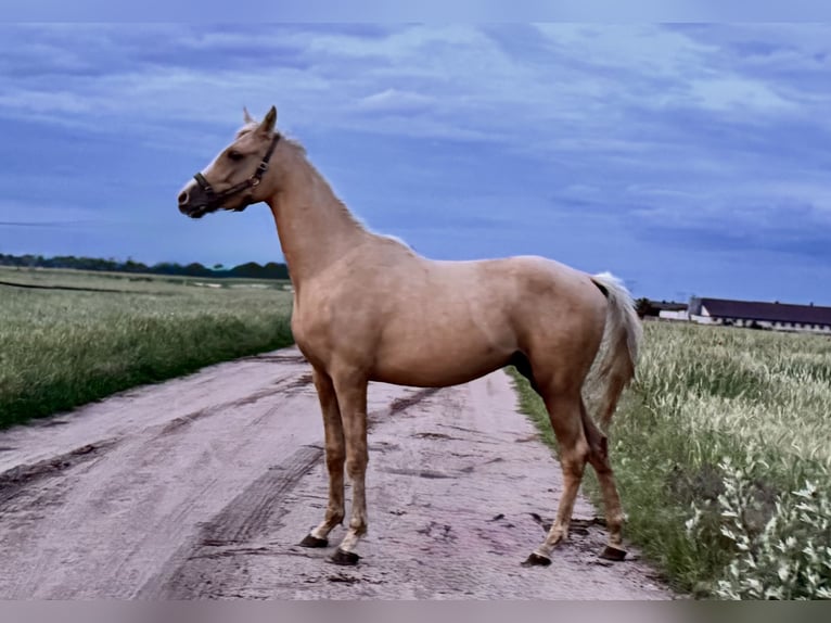 Anglo árabe Semental 2 años 163 cm Palomino in Stropieszyn