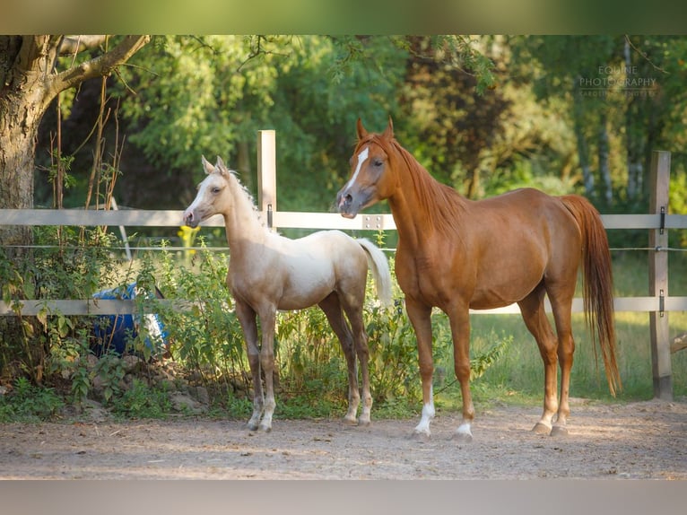 Anglo árabe Semental 2 años 163 cm Palomino in Stropieszyn