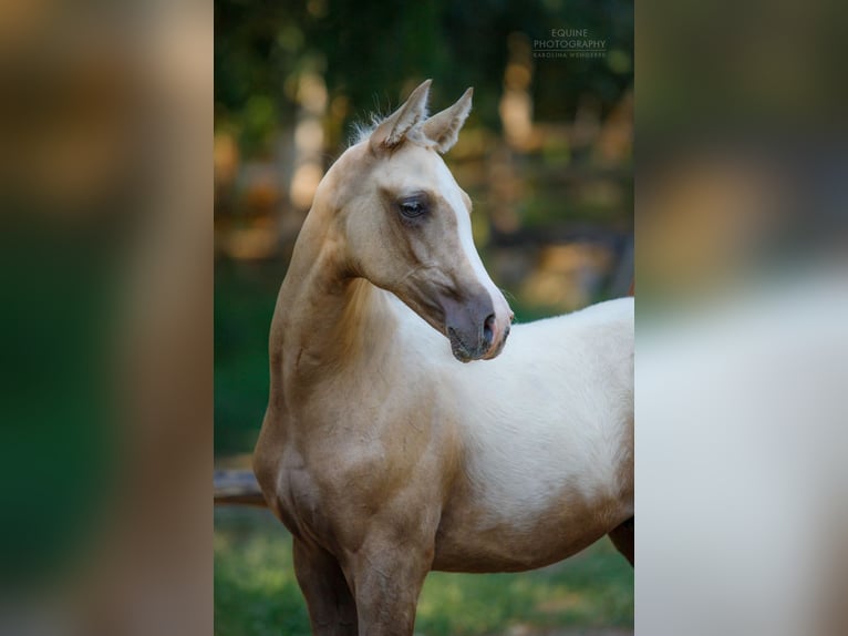 Anglo árabe Semental 2 años 163 cm Palomino in Stropieszyn