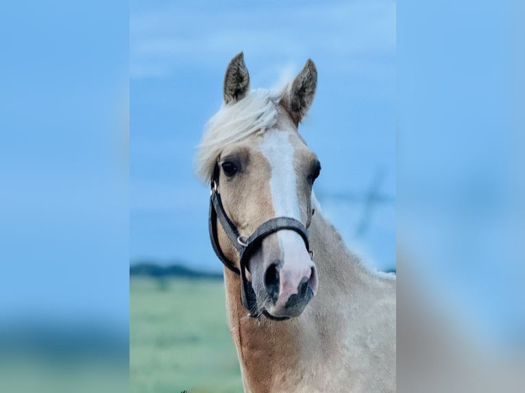 Anglo árabe Semental 2 años 163 cm Palomino in Stropieszyn