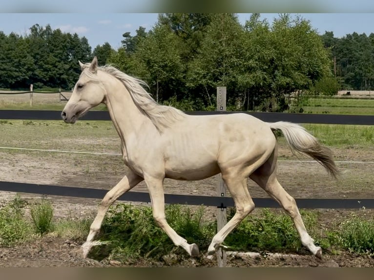 Anglo árabe Semental 2 años 163 cm Palomino in Stropieszyn