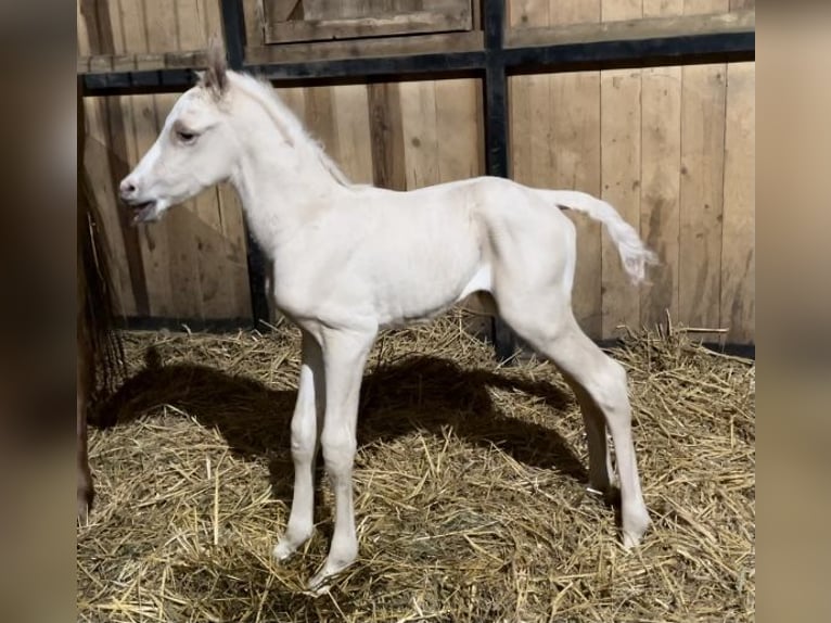 Anglo árabe Semental 2 años 163 cm Palomino in Stropieszyn