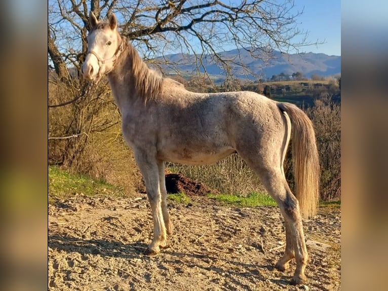 Anglo árabe Semental 2 años Tordo in Barberino di Mugello