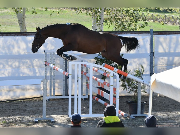 Anglo árabe Semental 3 años 167 cm Castaño in Nule