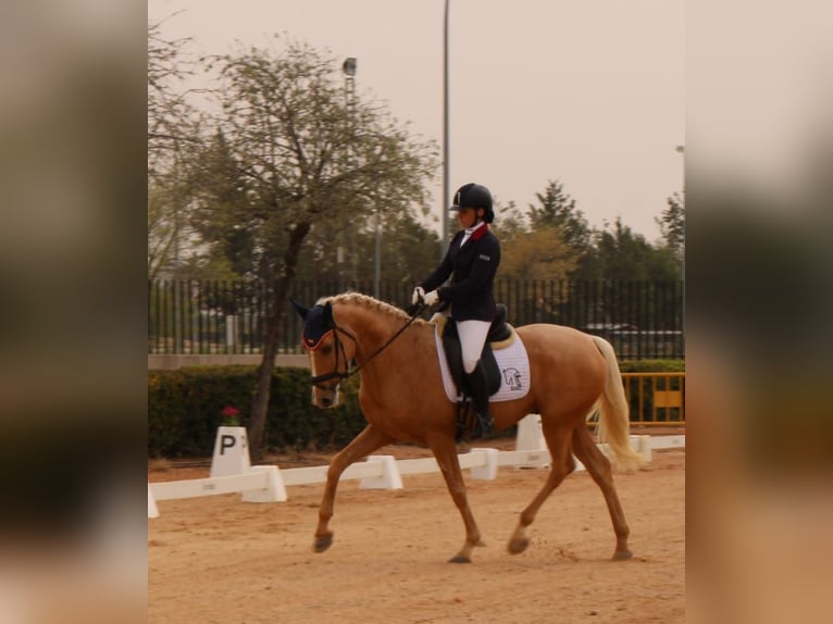 Anglo árabe Semental 4 años 167 cm Palomino in Valdepeñas