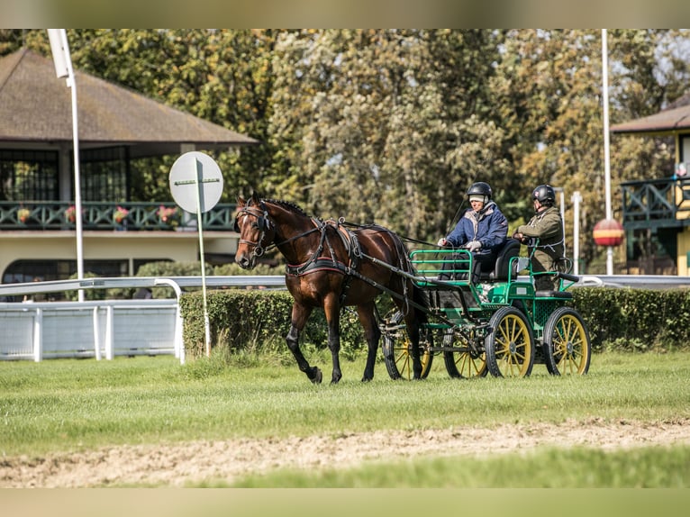 Anglo árabe Semental 5 años 166 cm Castaño in Sitno