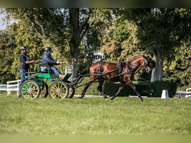 Anglo árabe Semental 5 años 166 cm Castaño in Sitno