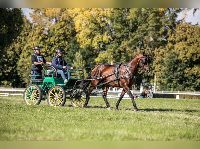 Anglo árabe Semental 5 años 166 cm Castaño in Sitno